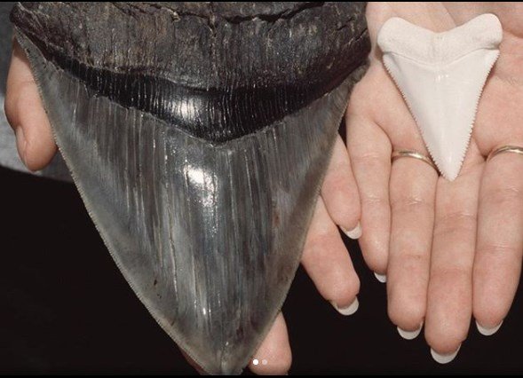 Megalodon Disi Ile Buyuk Beyaz Kopekbaligi Disi Canlilar Dunyasi Bilim Gunlugu Bilim Forum