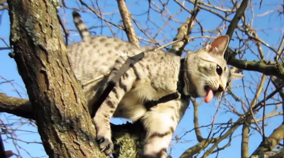 evden kaçan kedi ne zaman döner