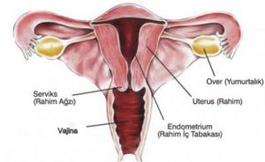0-image-400x245-300x184.jpg