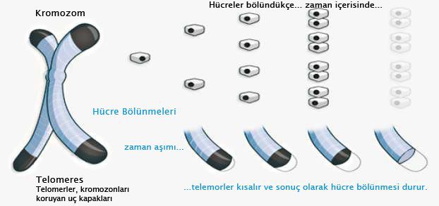 yaşlanma