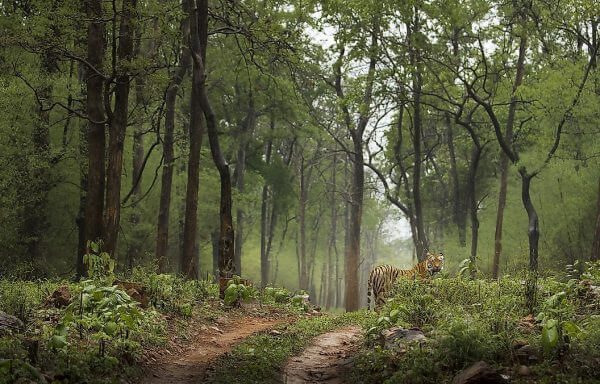 Bengal kaplanı ve doruk noktasına ulaşmış bir klimaks vejetasyon.