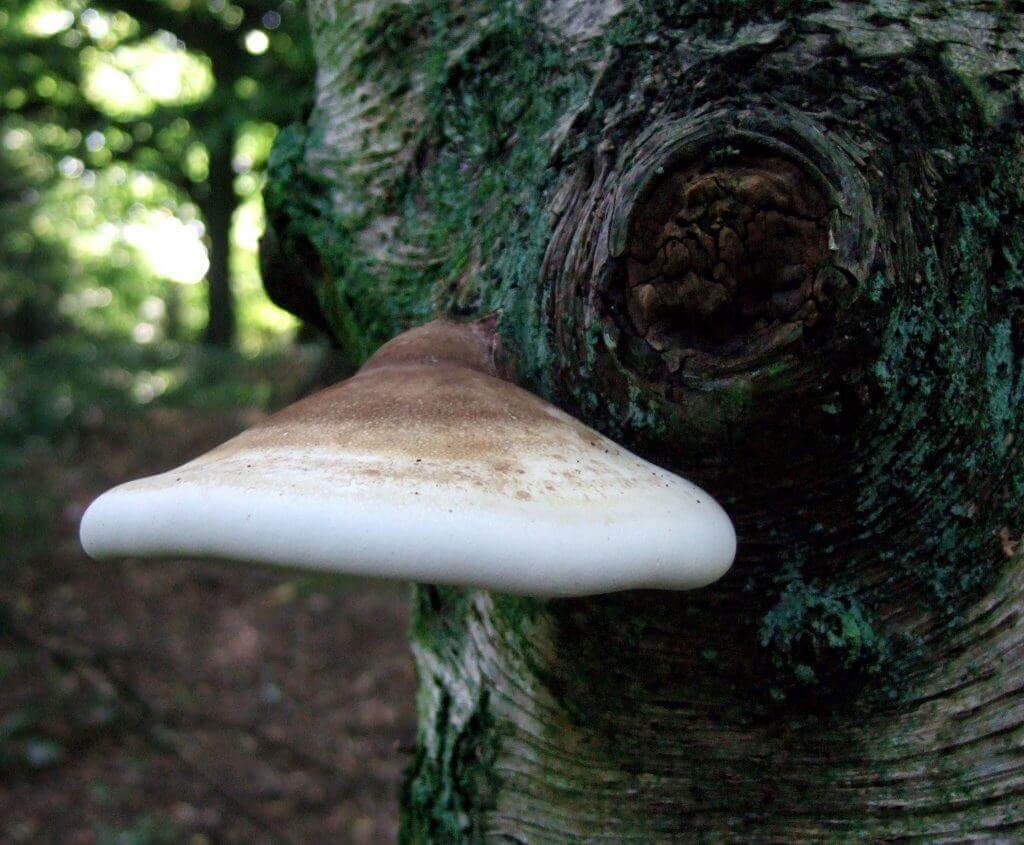 Birch Polypore (Piptoporus betulinus): Huş Avrupa Alplerinde yaygındır ve insanlar bunu müshil olarak kullanmış olabilirler. Arkeologlar mumyalanmış bir insanı incelediklerinde huş izleri bulmuşlardır.