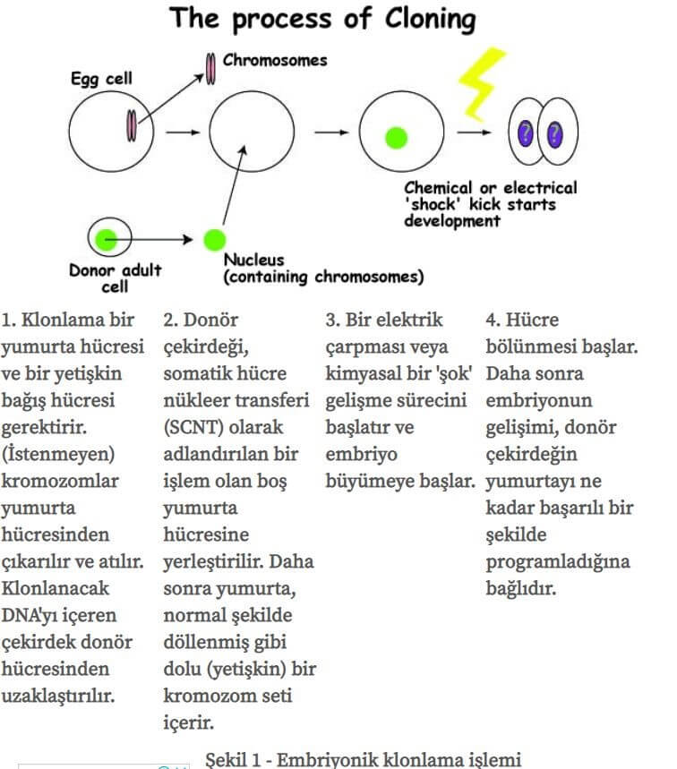 Embriyonik Klonlama İşlemi