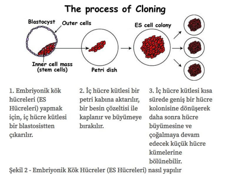 Embriyonik Kök Hücre Oluşumu