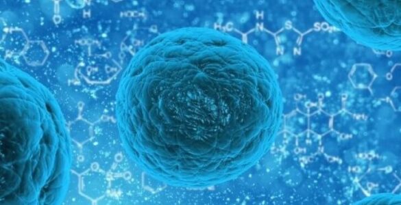 Embriyonik Kök Hücreler Krizden Sonra Kalbi Yenileyebilir