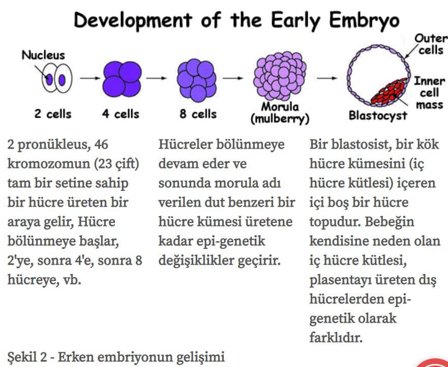Erken Gelişim Döneminde Embriyo Gelişimi