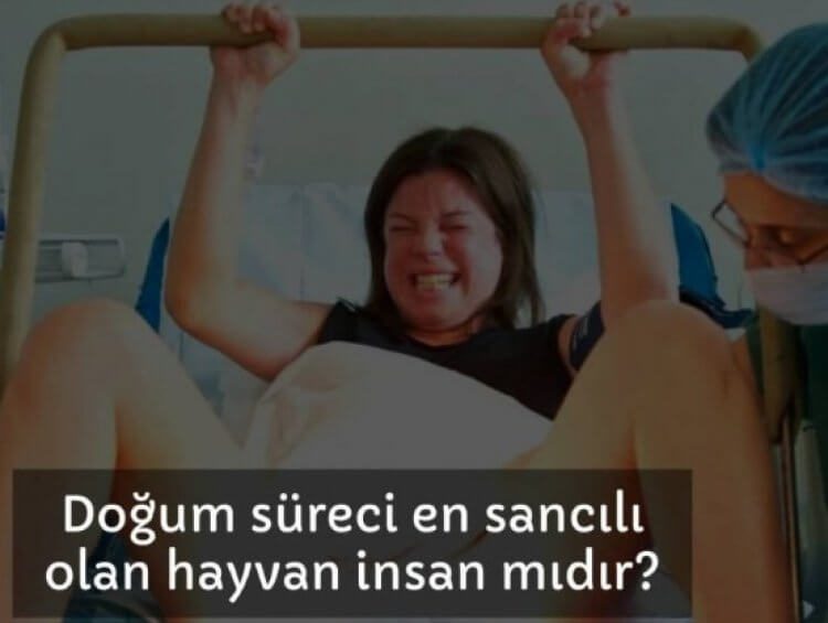 Hayvanlar aleminde doğum süreci en sancılı olan insan mıdır?