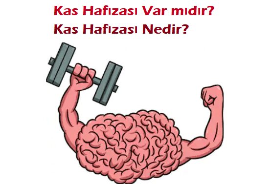 Kaslarımızın hafızası var mıdır?