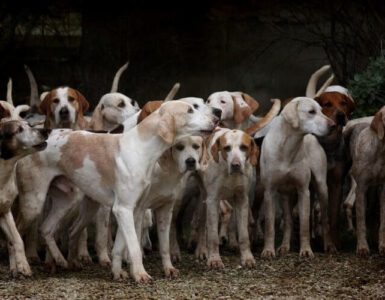 Köpekler daha masum ve tatlı görünmek için nasıl evrimleşti?