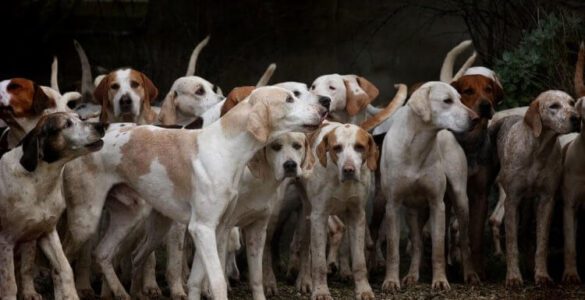 Köpekler daha masum ve tatlı görünmek için nasıl evrimleşti?