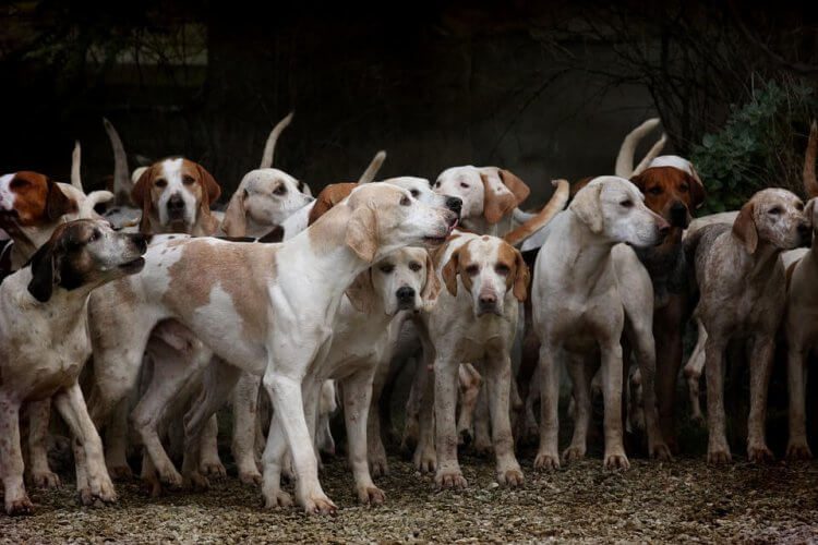 Köpekler daha masum ve tatlı görünmek için nasıl evrimleşti?