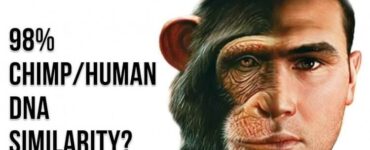Maymunla insanın yakınlık derecesi nedir