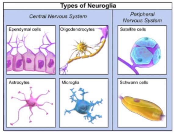 Şekil-1: Glia Tipleri (https://qbi.uq.edu.au/brain-basics/brain/brain-physiology/types-glia)