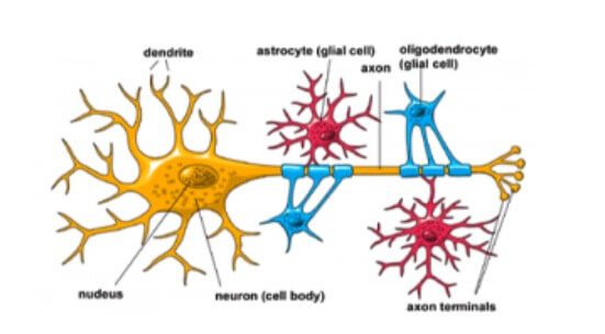 Şekil-2: Glia tiplerinin sinir hücresindeki konumları (http://fab-efl.com/page1/page2/index.html)