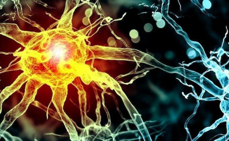 Sinir Hücrelerinin Yardımcıları: Glia Hücreleri