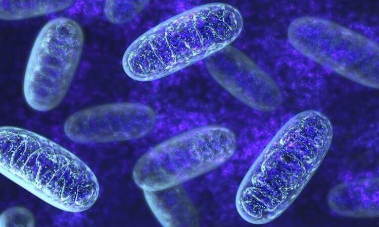 Vücudumuzun enerji kaynakları: Mitokondrilerimiz