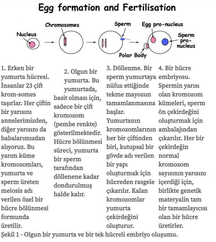 Yumurta Formasyonnu ve Döllenme Süreci