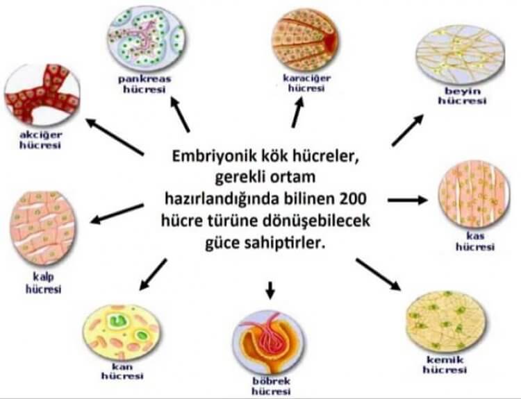 Embriyonik Kök Hücreler