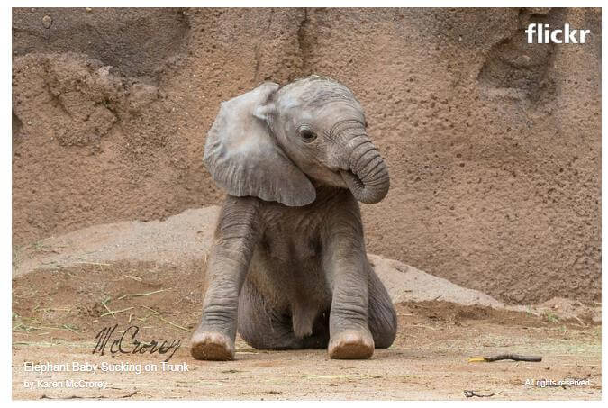 Bebek filler aynı insan bebeklerinin yaptığı gibi parmak yerine hortumlarını emerler