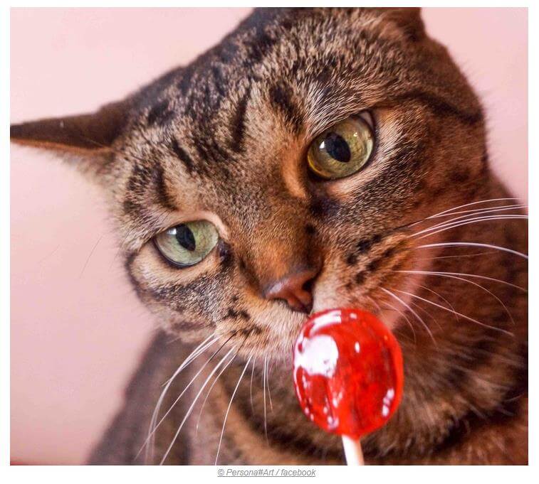 Kediler tatlı reseptörlerine sahip olmadığı için şekeri tadamazlar
