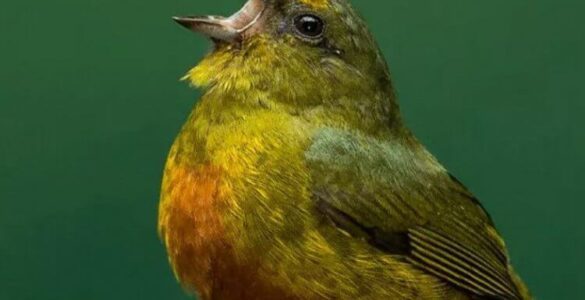 Kuşlar neden cıvıldar, kendi şarkılarını söyler?