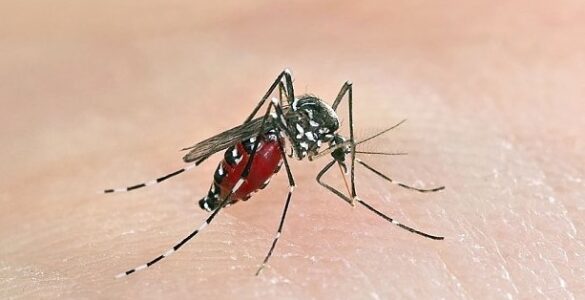 Sivrisinekler insan terinin kokusunu nasıl algılar