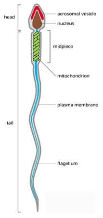 Sperm fizyolojik yapısı