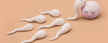 Sperm yapısının içerisinde neler var?