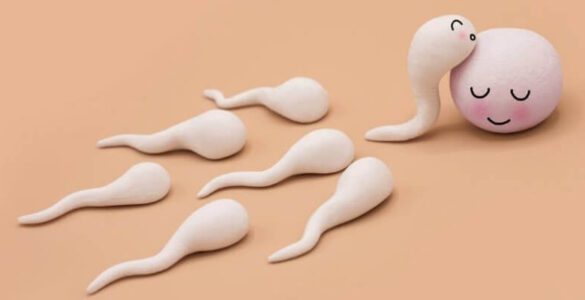 Sperm yapısının içerisinde neler var?