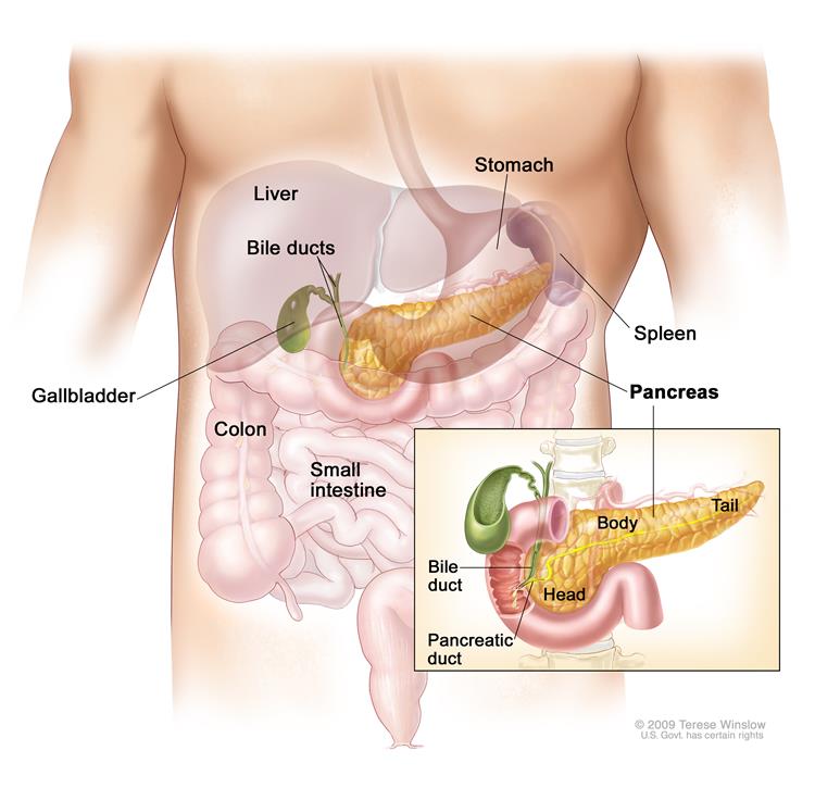 Pankreas Anatomisi (Kaynak: cancer.gov)